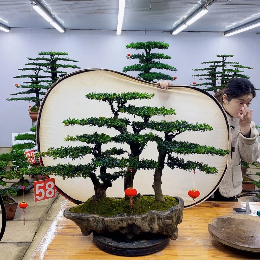 无花朵盆景直播间一物一拍