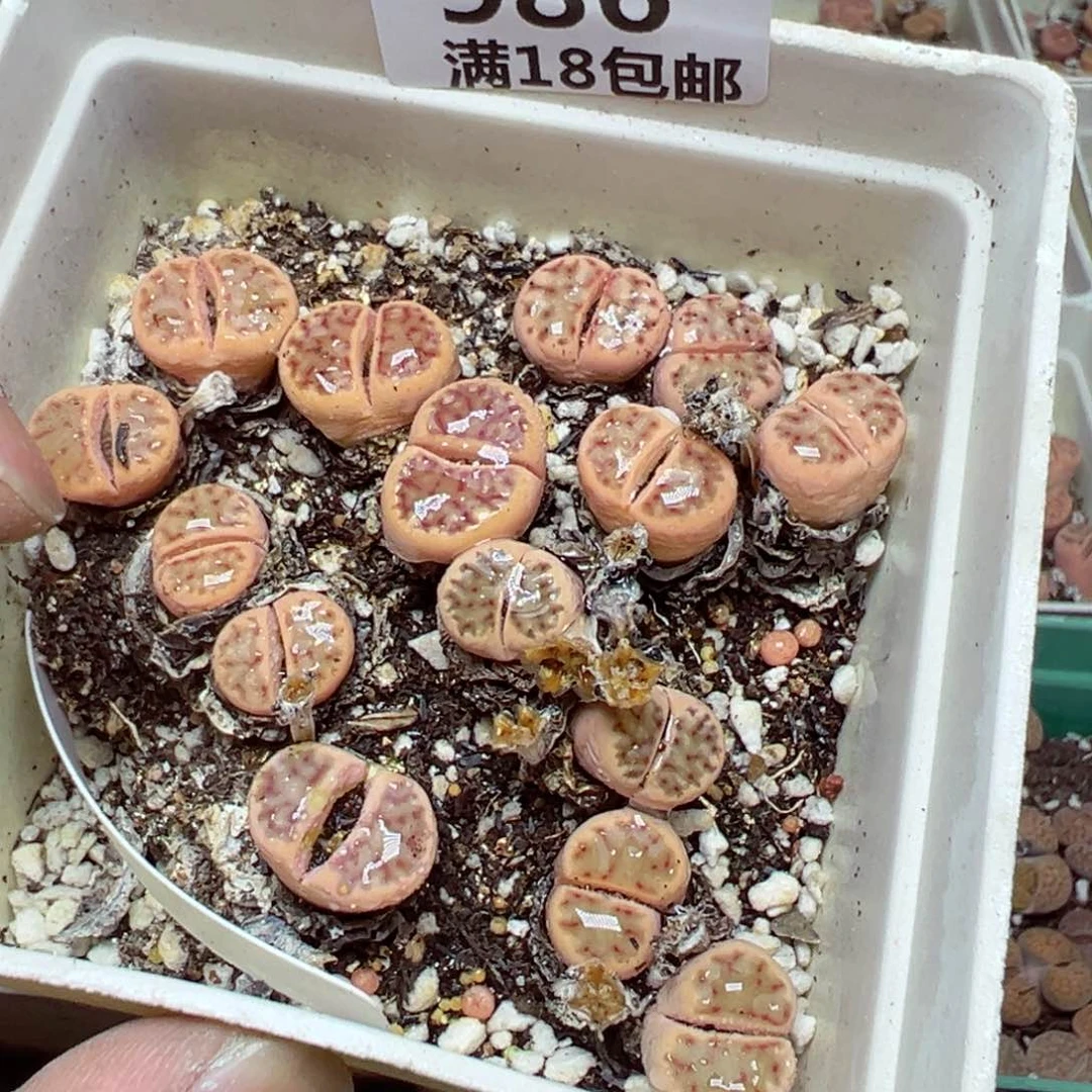 【闪购商品】 986。