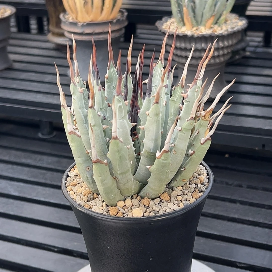 无花朵妖炎熟桩带盆 8折价 稀有黑刺