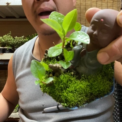 红陶一物一拍所见即所得278