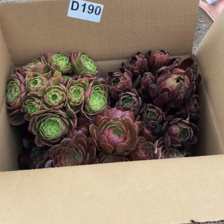 开****法师多肉植物组合190