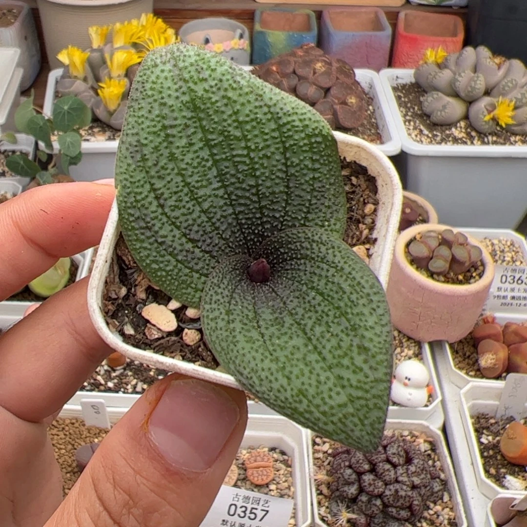 0366号紫镜 多肉植物