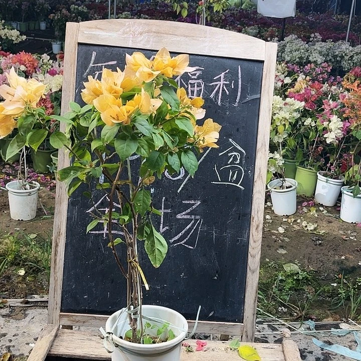 完全开放三角梅苏瓦那