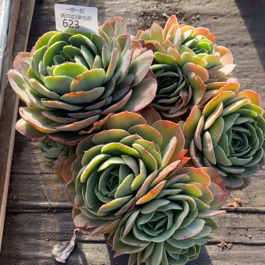 是***呀623桃花坞多肉植物……