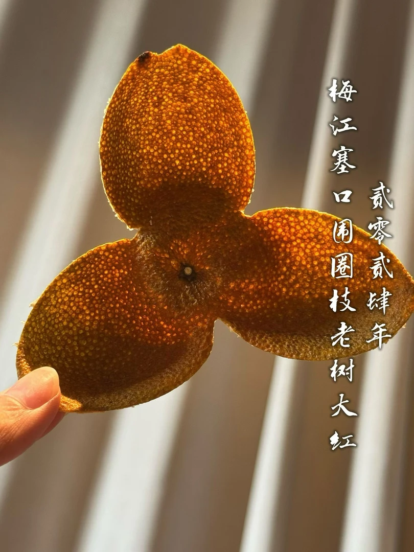 2024梅江塞口围圈枝老树大红扎皮