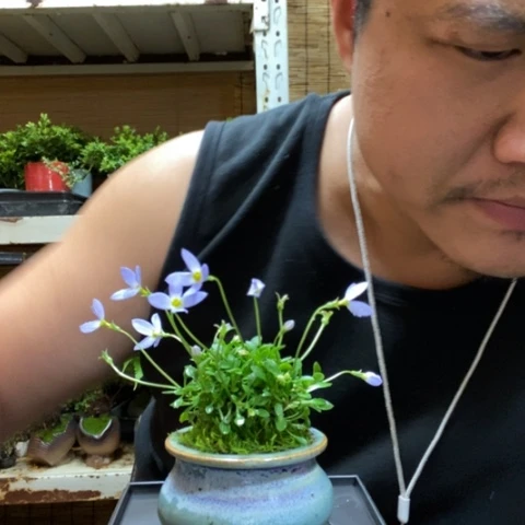 红陶一物一拍所见即所得55