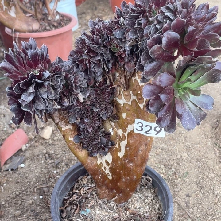 329多肉植物欧紫缀