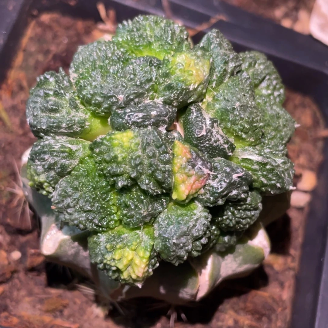 全部花朵哥斯拉锦群体209