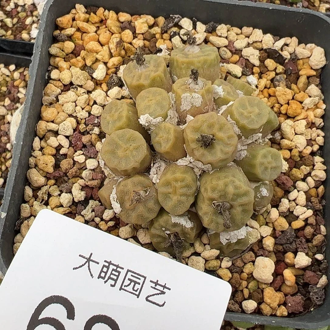 一物一拍脱土发。 686