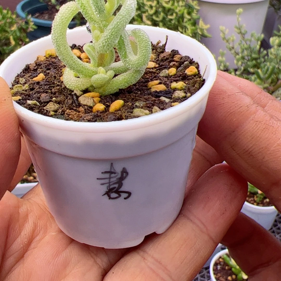 慧***多肉植物枝干超白