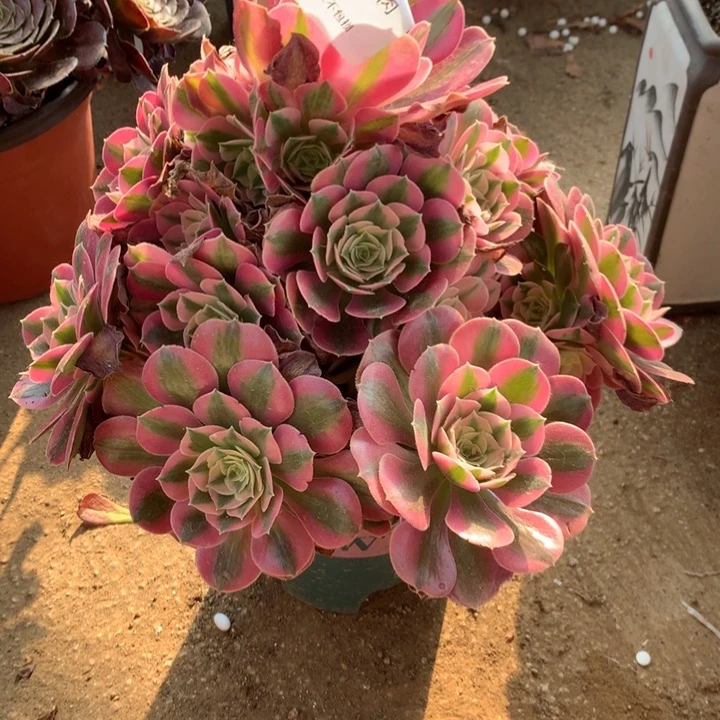855粉花妖多肉植物特价不售后