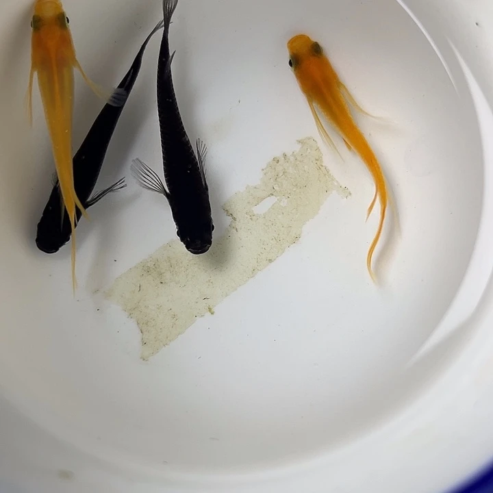 青鳉鱼长鳍混搭4条，25号，满15包邮，可叠单