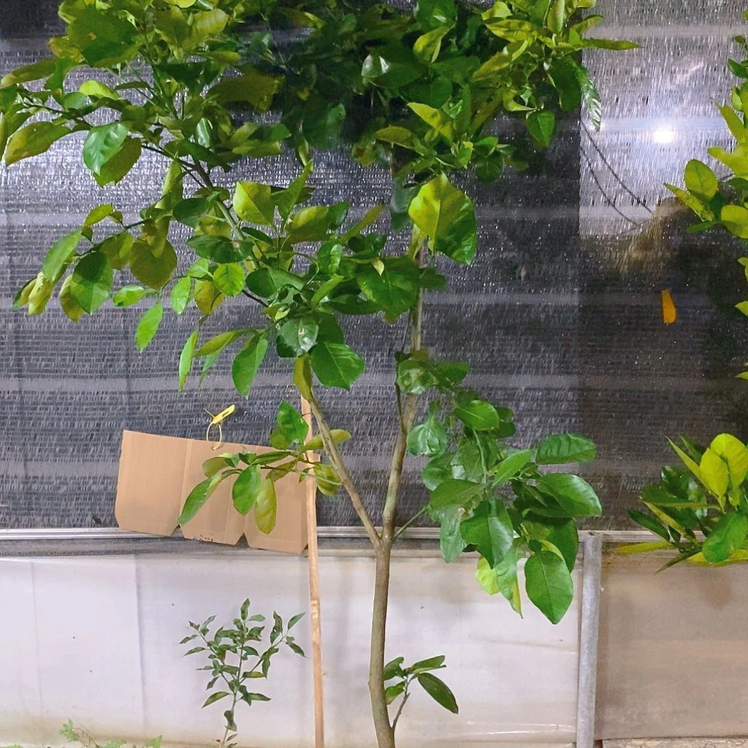 泰国暹罗红柚六年苗一棵