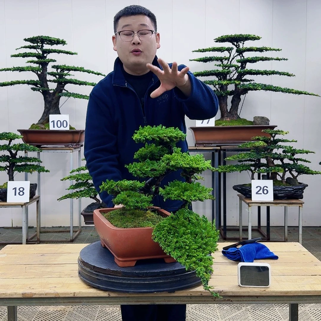 盆景柏树造型盆景