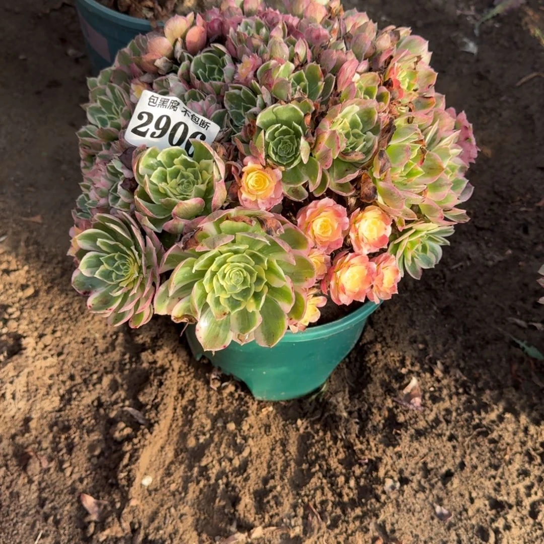 法师海仙2906 17-2