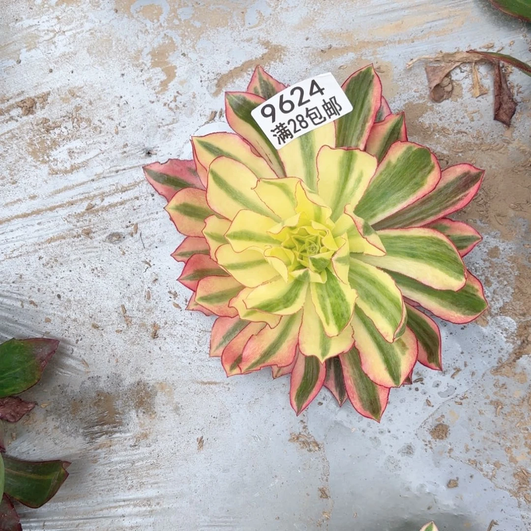 N.   9624魅影多肉