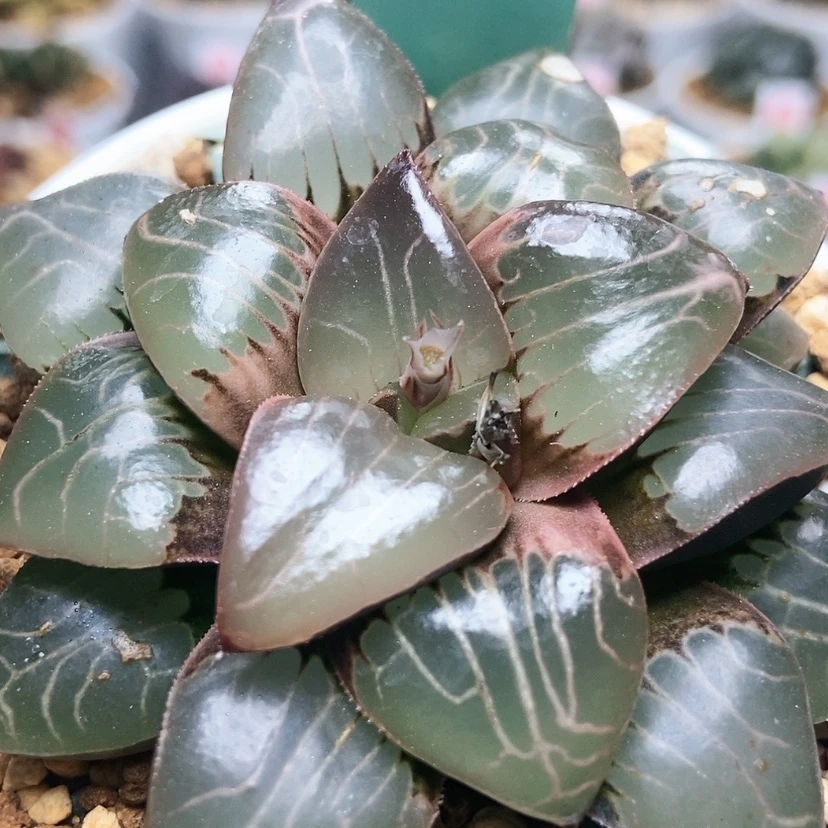 【闪购商品】天池166