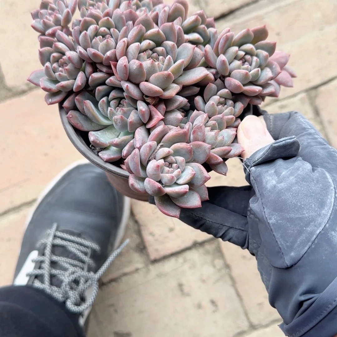 无花朵120霜花群生