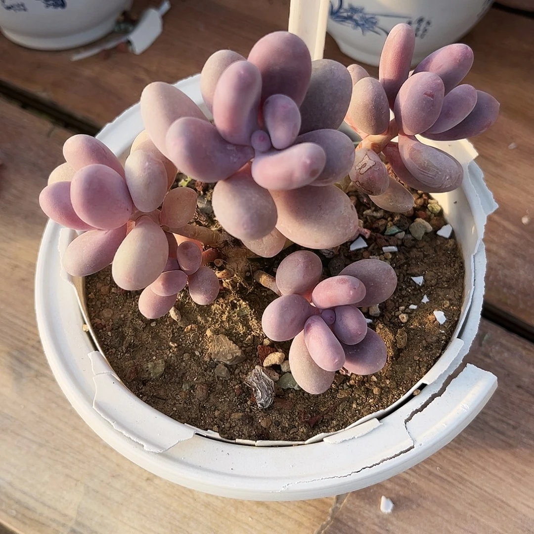 雪***新32多肉植物提取萃取剂