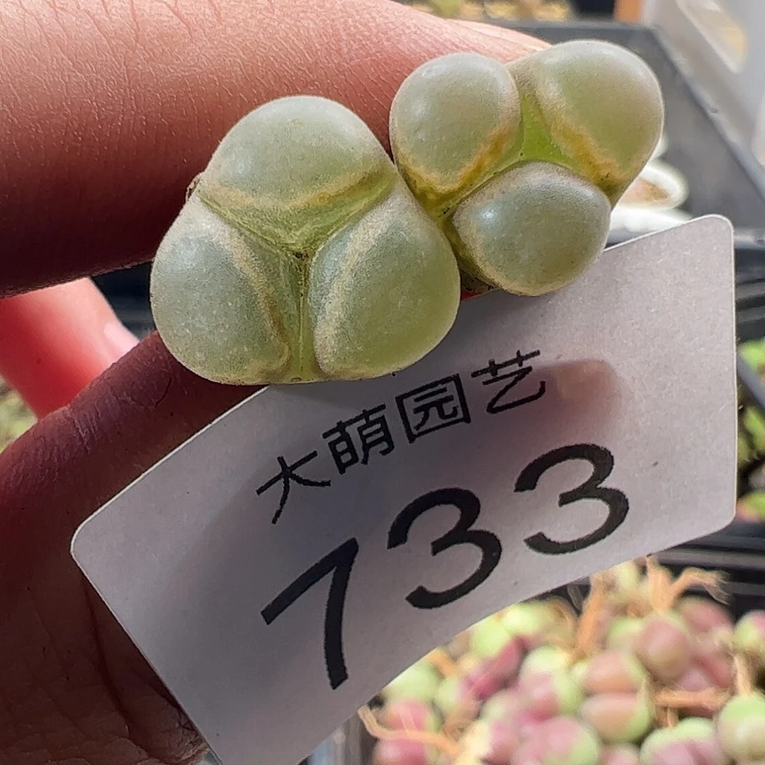 一物一拍。        733