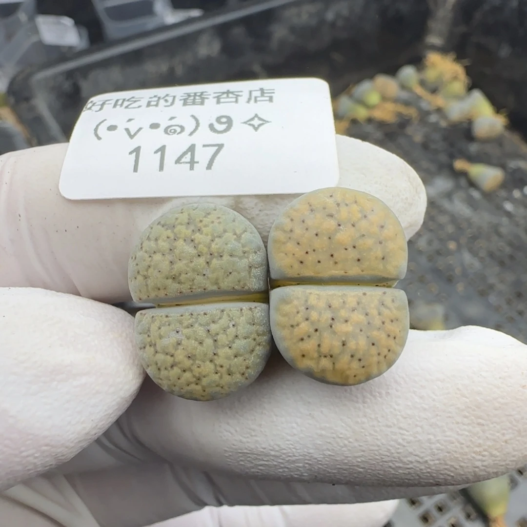 1147。默认脱土。18包邮。偏远88包邮