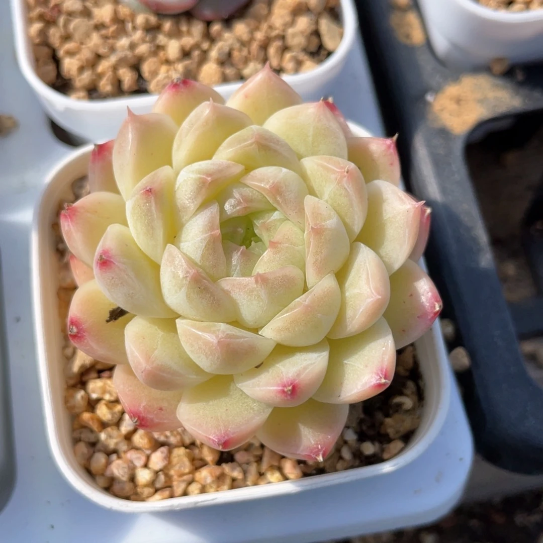 优选麦杆福利1460