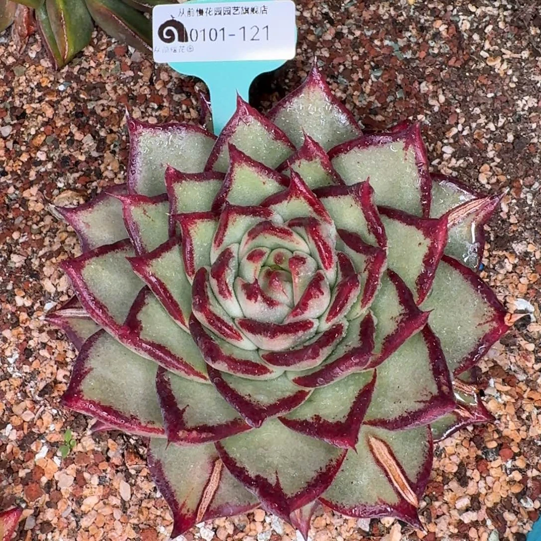 从前慢花园多肉编号0101-121