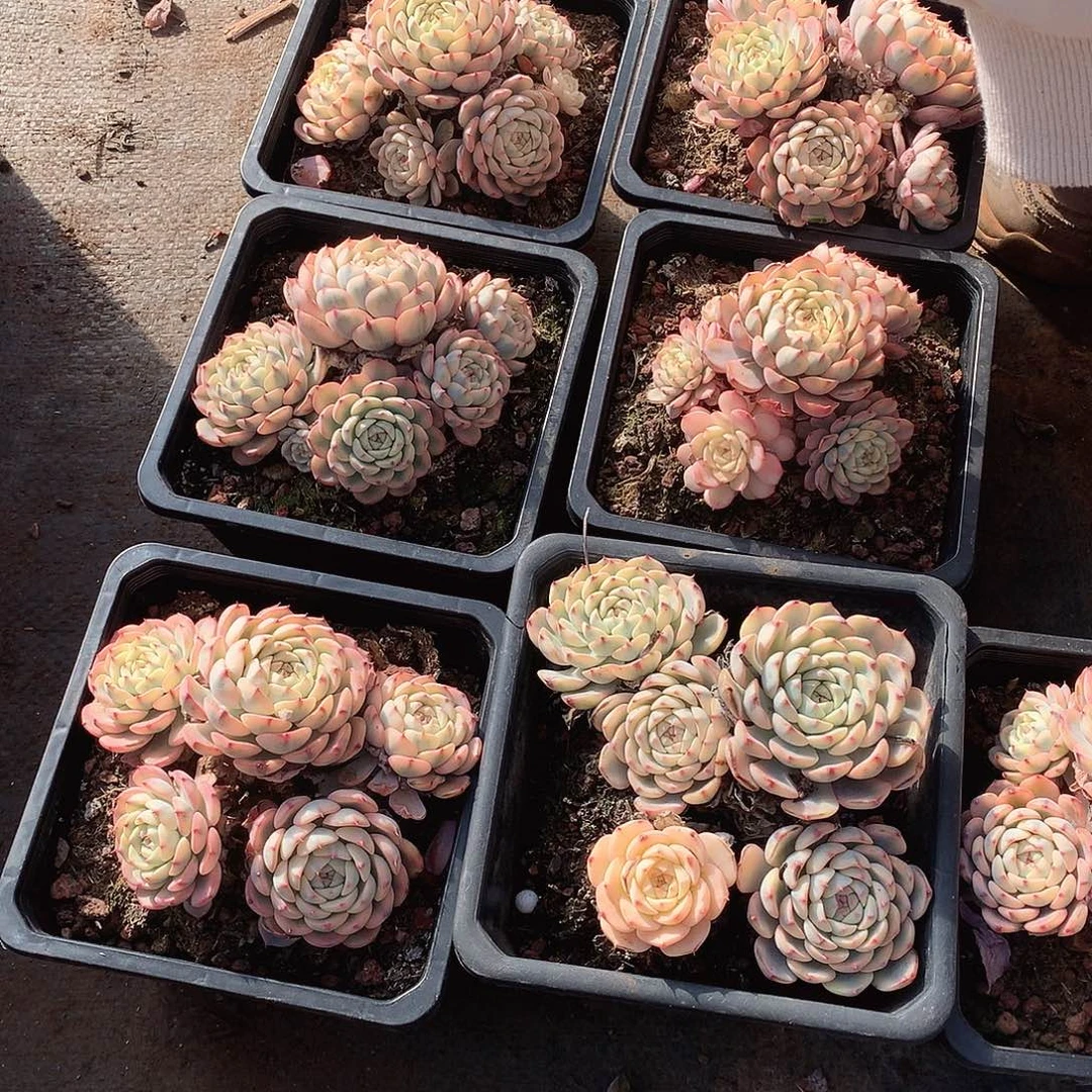 姬莲锦5头起22米  年底福利