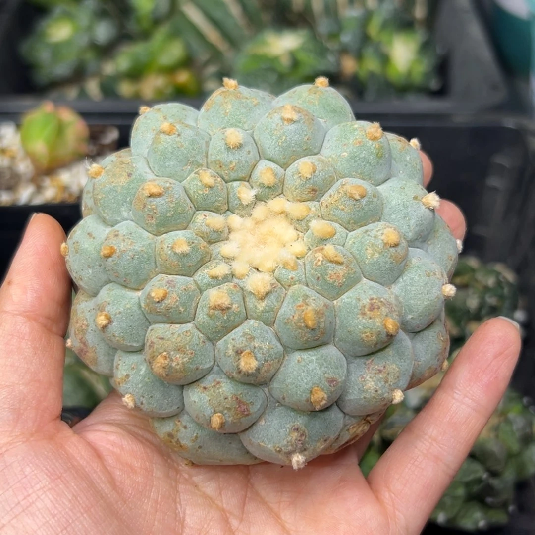 141 有根 仙人球的世界里