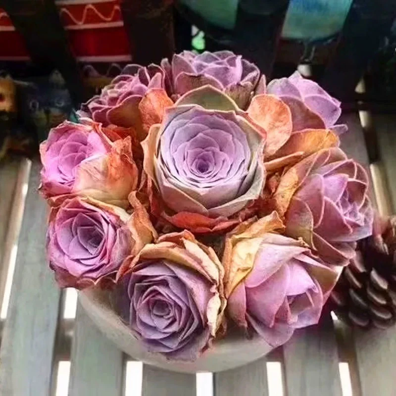 【凑单满15元包邮】单头潘多拉玫瑰多肉