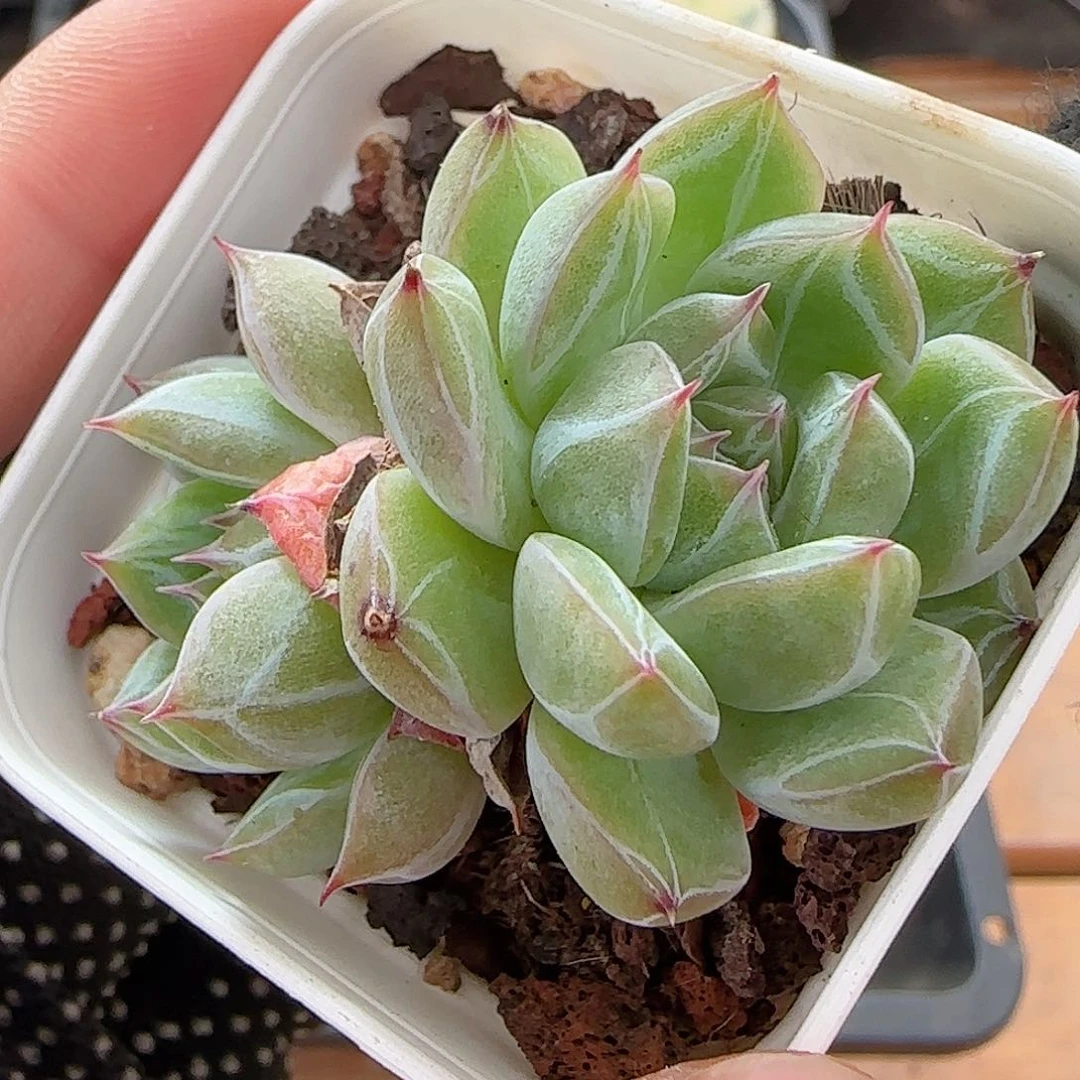 多肉0623-222雪花珍妮