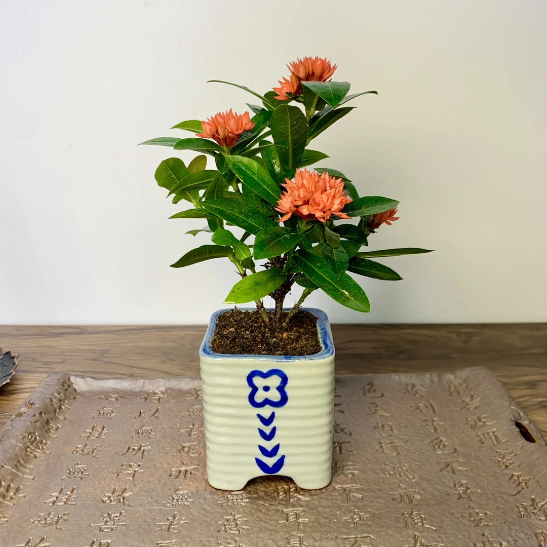小叶重瓣龙船花姬婴丹迷你好养桌面绿植室内盆栽开花植物