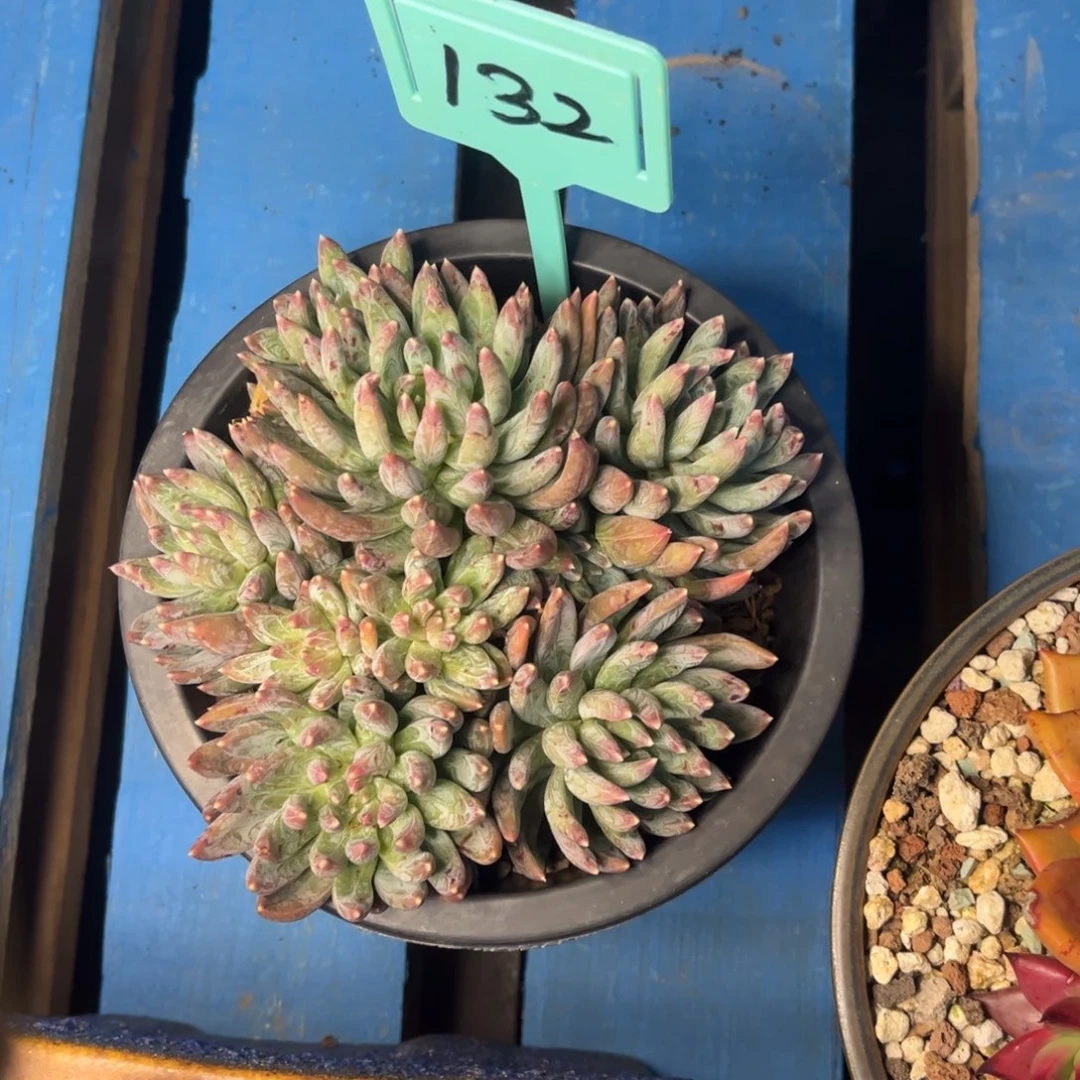 小雨多肉炫彩星群生