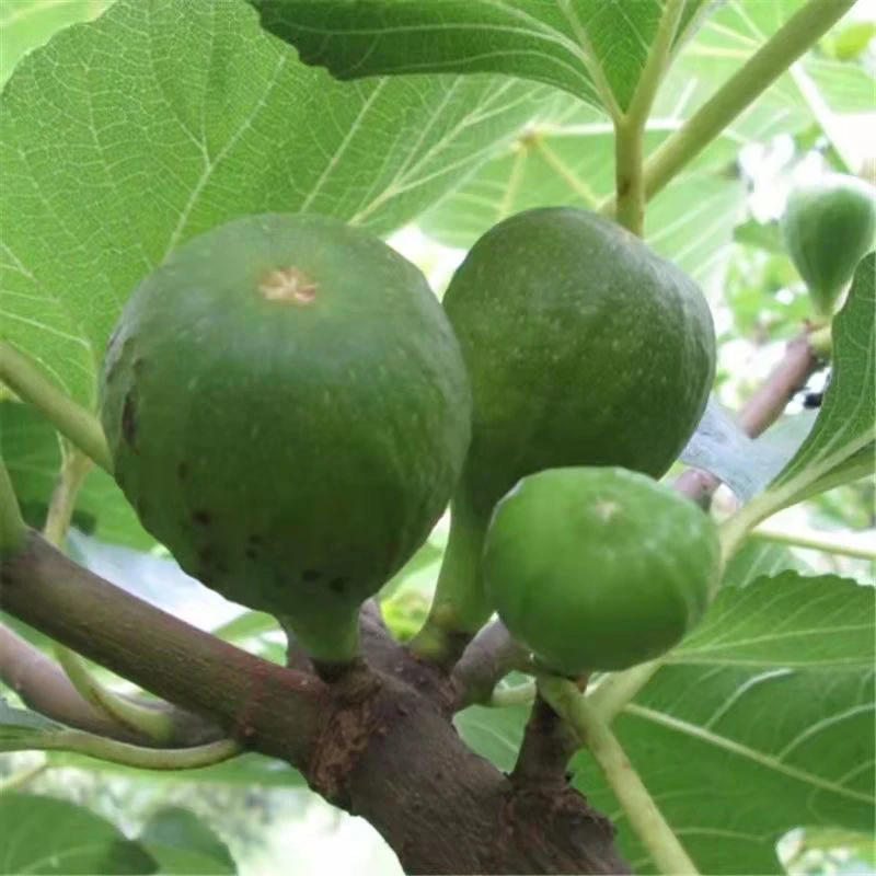 糖包子青皮无花果树果苗南北方地栽盆栽果树带果水果树苗果树盆栽