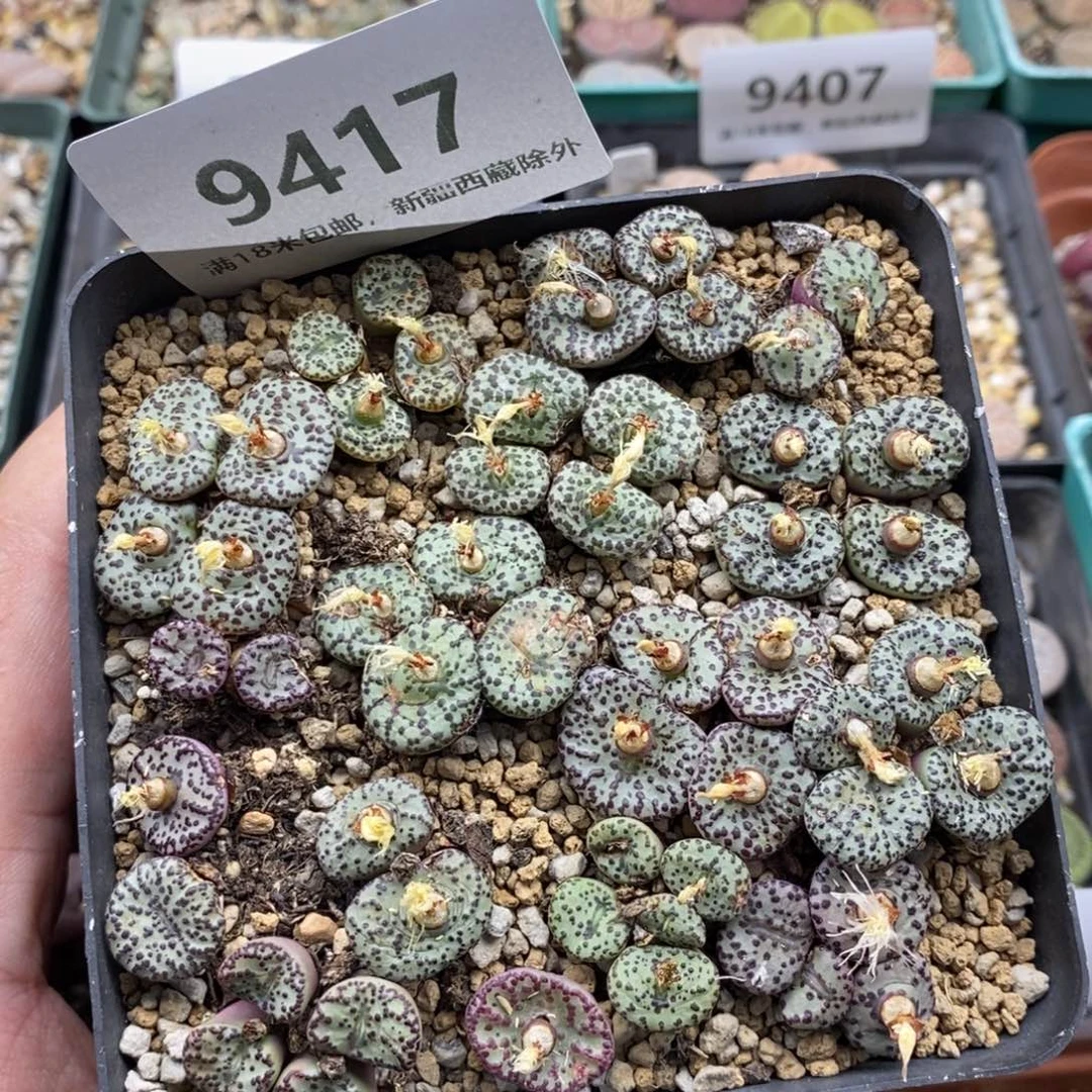 9417。