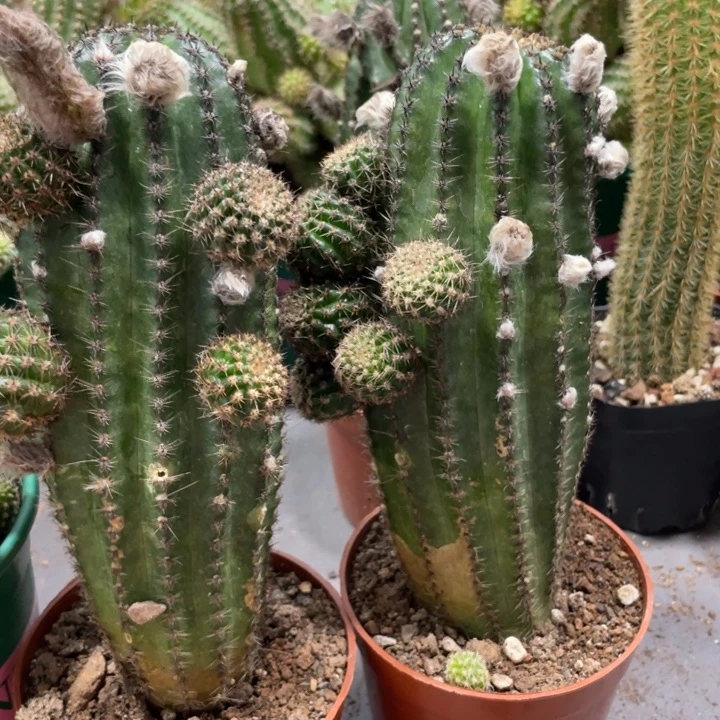 大型红花金刚带花苞一杯