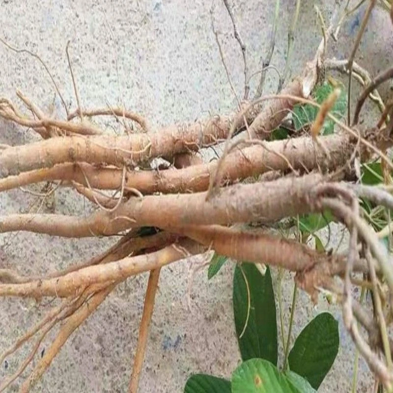 深山采挖农家生晒千斤拔一根筋整株干货煲汤泡酒