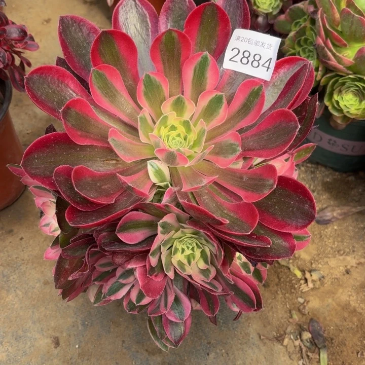 粉女巫处理不包断头多肉2884