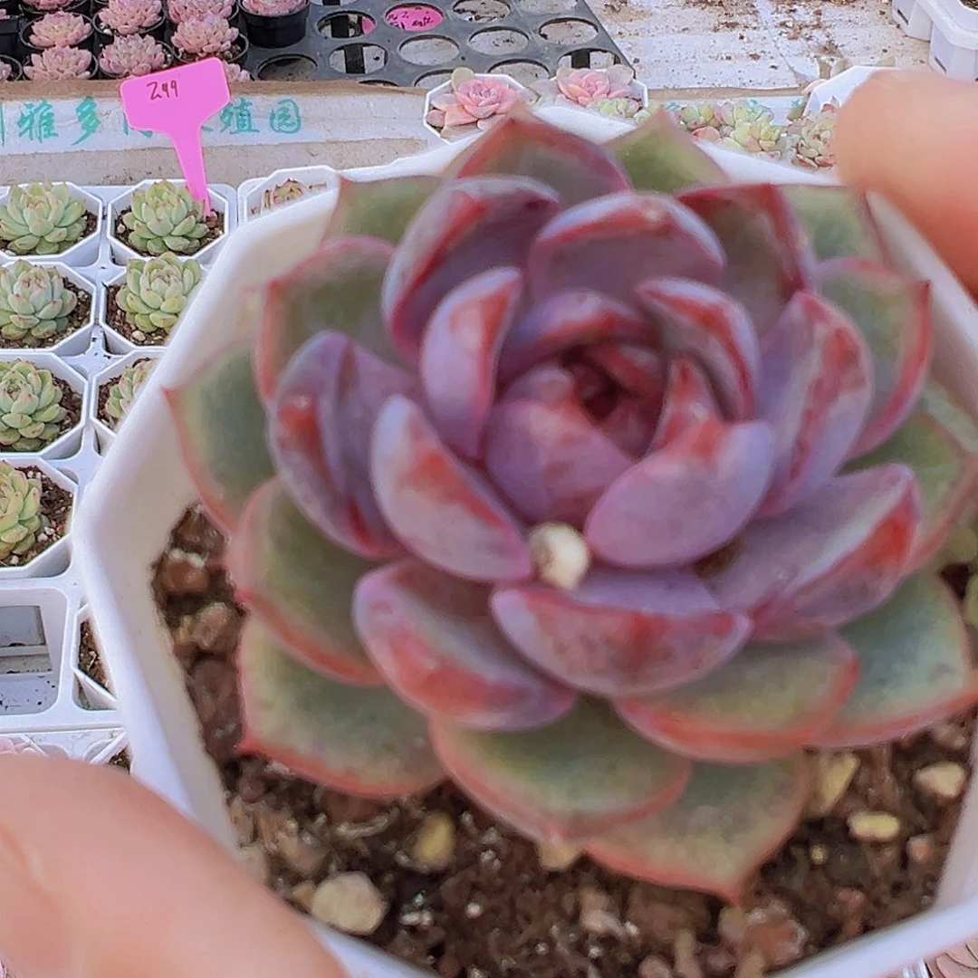 精品蓝莓19包邮多肉植物