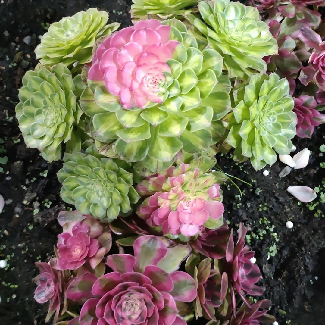 黄*萍多肉法师锦套餐二颗