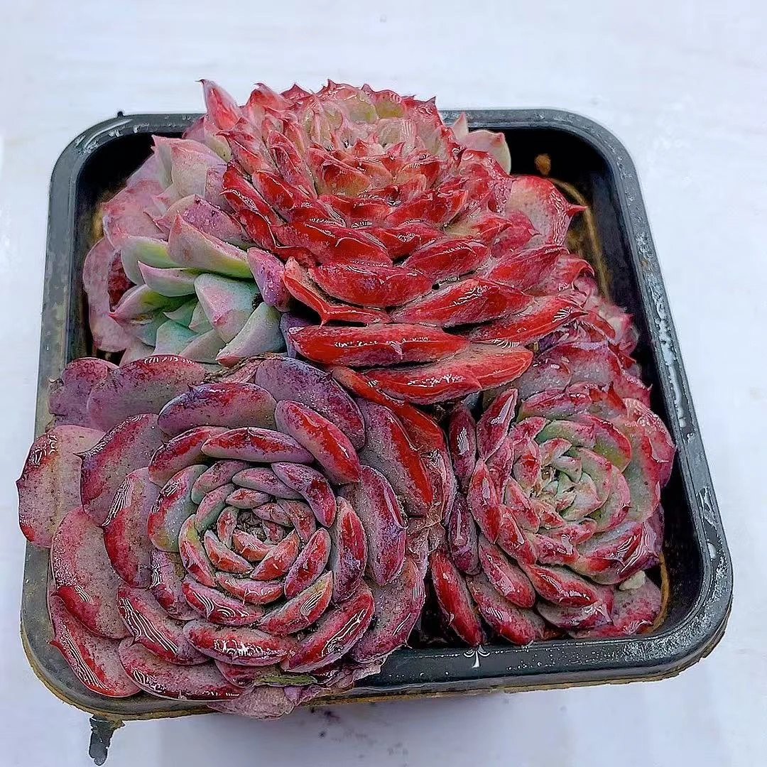 精控可爱熊【脱土发货】两单包邮 多肉植物 好看