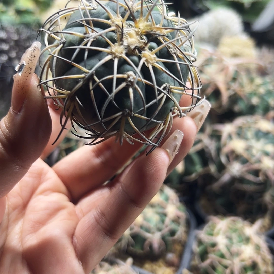 肤刺天平仙人球6666666