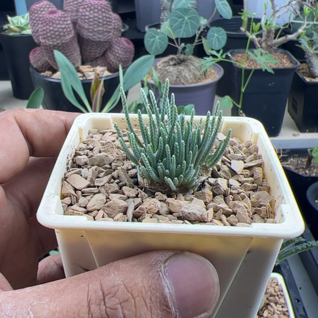 韧锦一物一拍默认脱土发
