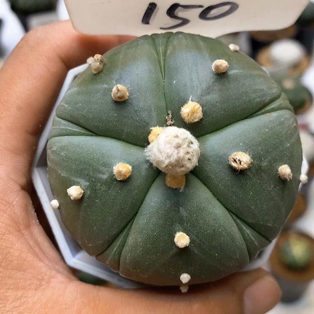 150福利特价咯特价咯