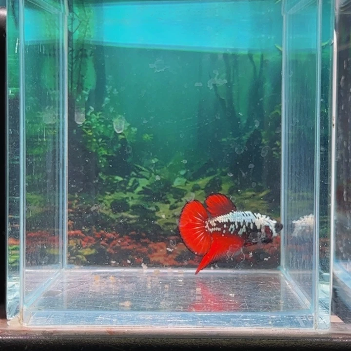 斗鱼所有朋友也有