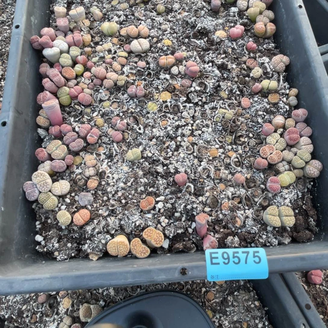 宛***芽9575筐福利不售后