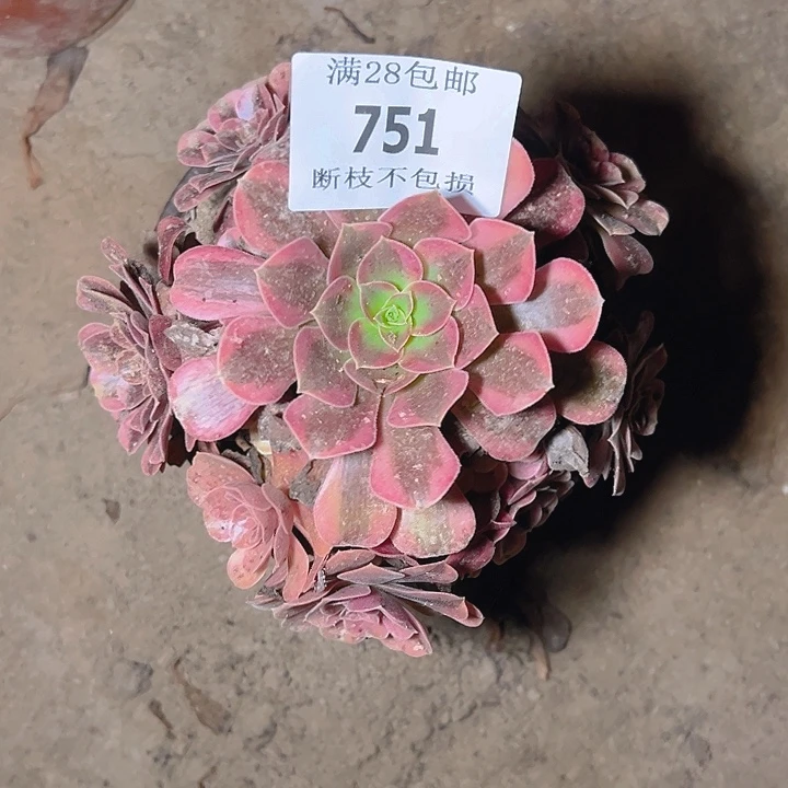 751美杜莎多肉植物