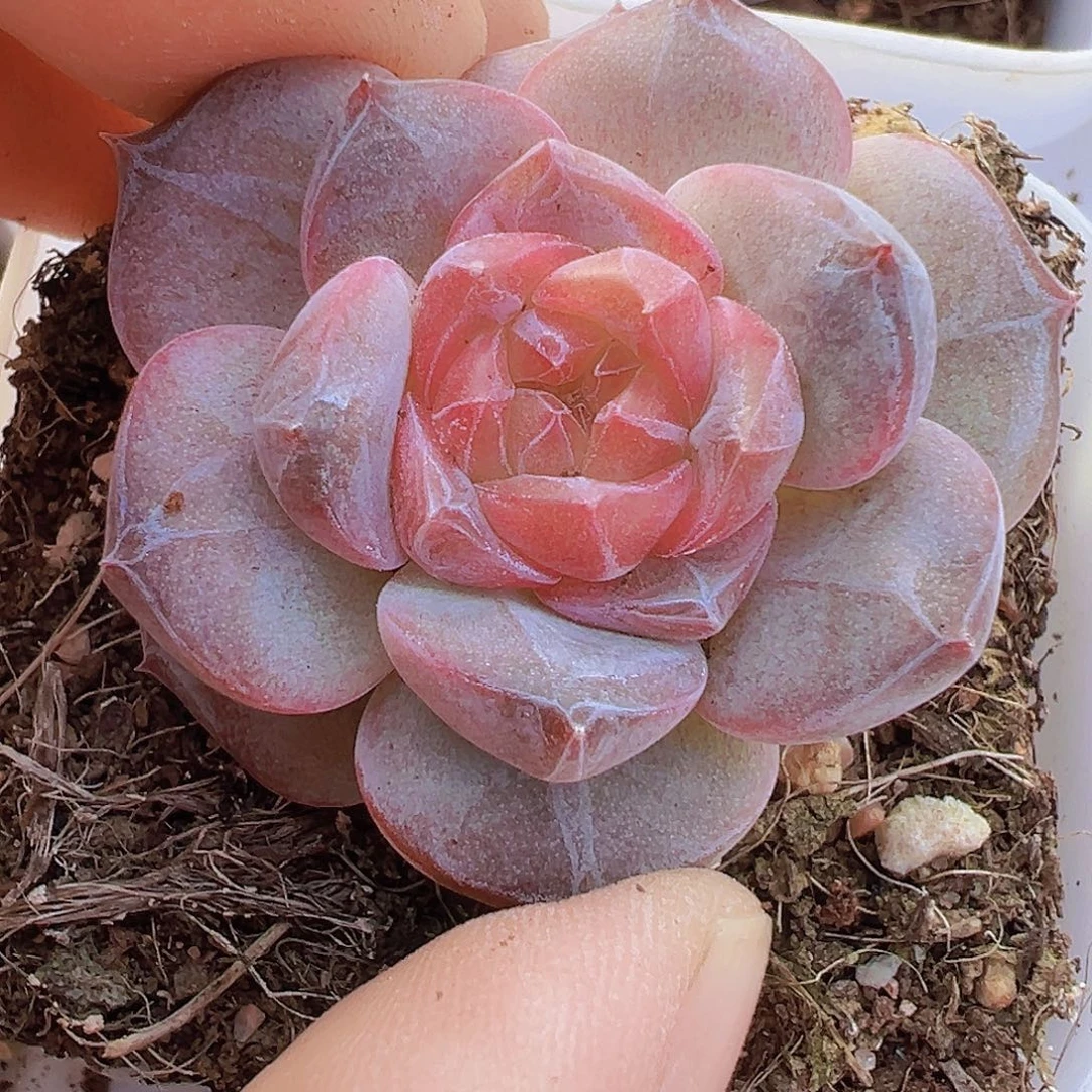 精品冰魄19包邮多肉