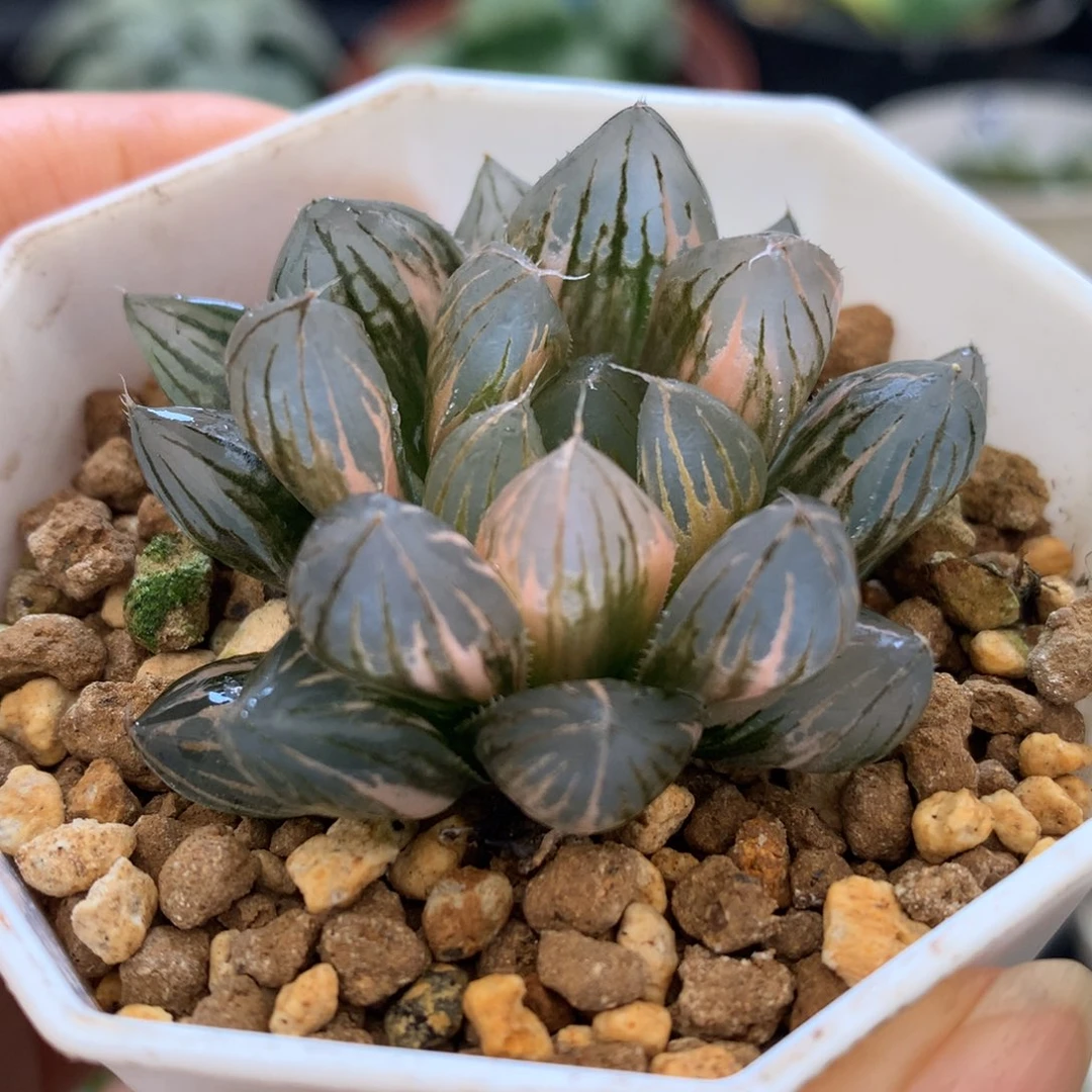 霓虹灯玉露锦，带盆包邮