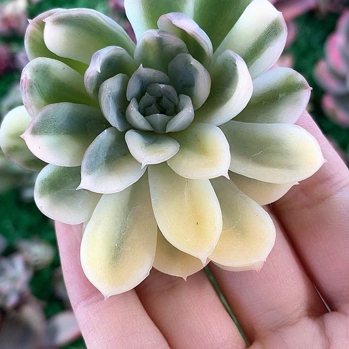 莎莎女王锦一物一拍，